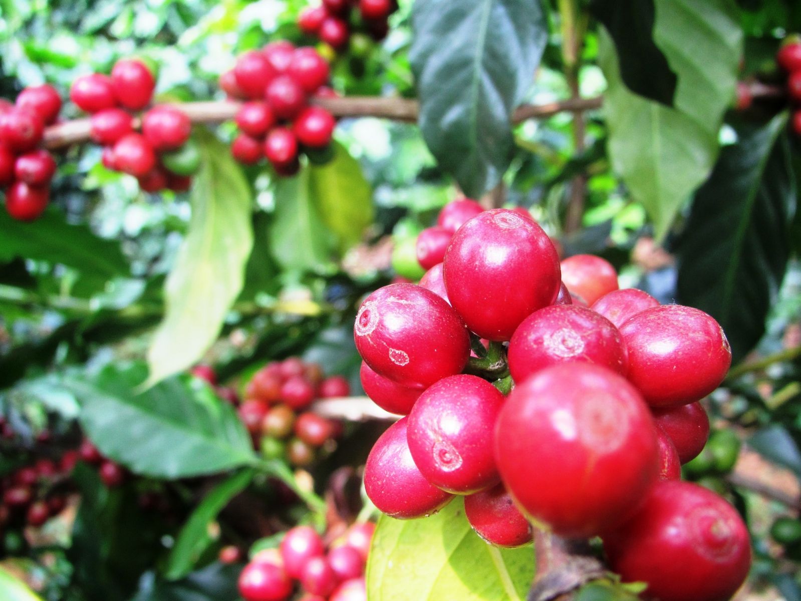 Máy chế biến cà phê
